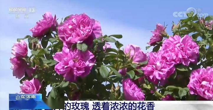 时间的玫瑰,在东方的土壤里加速绽放 时间的玫瑰,在东方的土壤里加速绽放