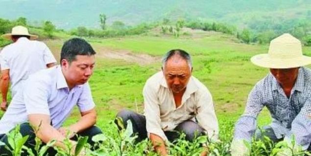 副县长14岁工作？我的果园能不能拆？该赔多少？从三件事看基层治理的糊涂账