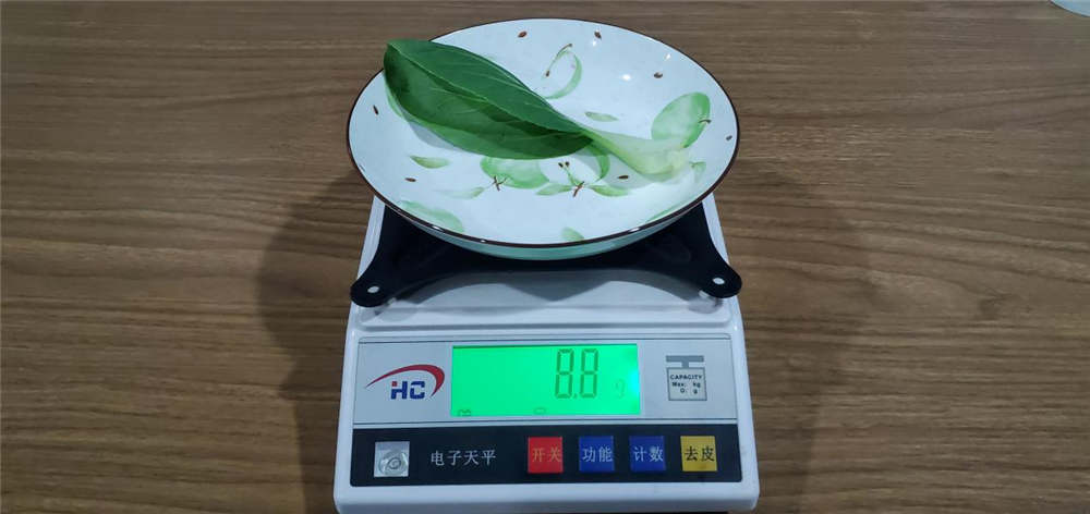 5.36%一片树叶的重量 5.36%一片树叶的重量