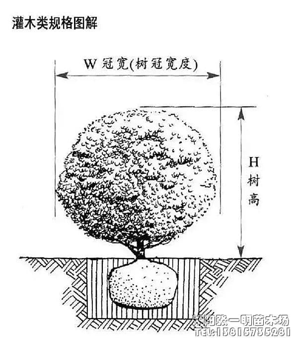根基与树冠