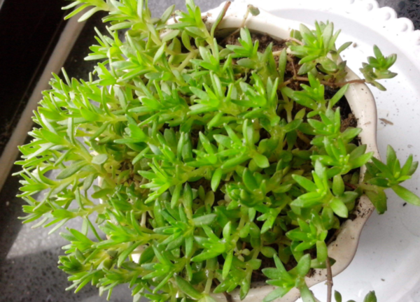 缝隙里生出的那棵草